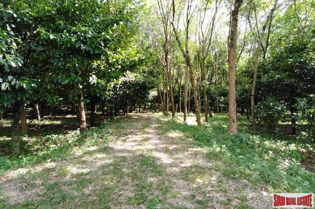 Large 16 Rai Land Plot Covered with Mangostene and a Rubber Tree Plantation in Phang Nga
