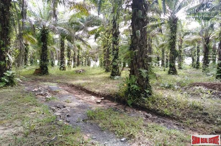 Large Land Plot for Sale with Palm and Rubber Plantation