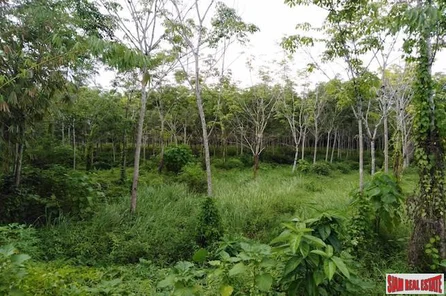 Large Land Plot for Sale with Rubber Plantation Only 10 minutes from Phang Nga Town