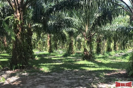96 Rai of Palm Planation Land  for Sale in Tay Muang, Phang Nga