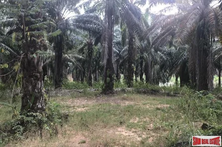 Large 10 Rai Palm Plantation for Sale in Krabi, Southern Thailand
