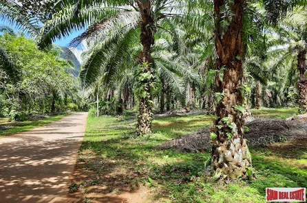 Large Land Plot  in Quiet Nong Thaley Area for Sale with Palm Tree Plantation