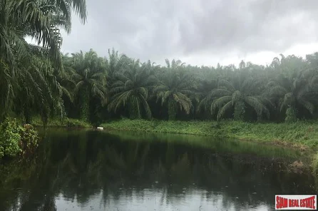 Over 204 Rai of Land for sale With Large Palm Farm in Takua Thung, Phang Nga