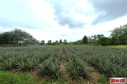 3 Rai Land Plot with Pineapple Plantation Near Villa Area for Sale in Ao Nang 