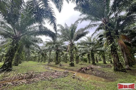 Over 28 Rai Land Plot with Palm Plantation and Canal for Sale in Khok Kloi, Phang Nga