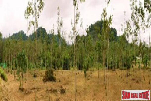 Two and half  Rai of Unspoilt Land in a Peaceful Area of Thalang-4