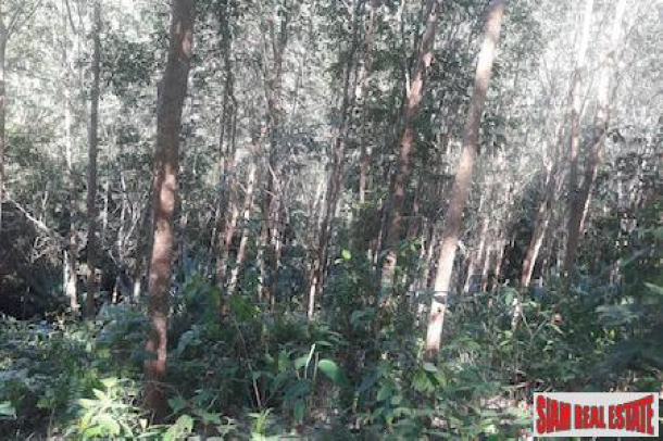 Lush Tropical Hillside Property in Phang Nga-3