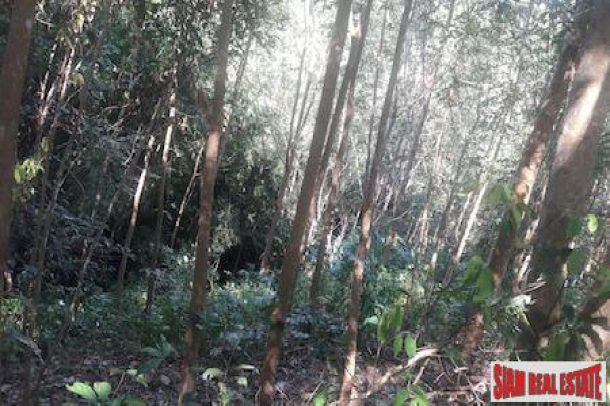 Lush Tropical Hillside Property in Phang Nga-4