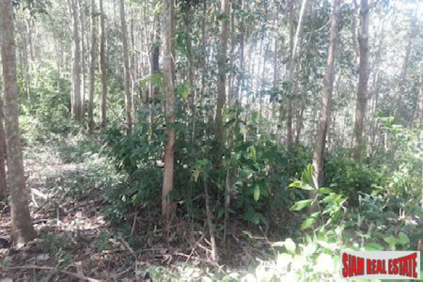 Lush Tropical Hillside Property in Phang Nga-5