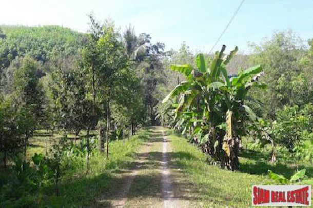 Large Land Plot with Rubber Plantation and Fruit Trees in Phang Nga-1