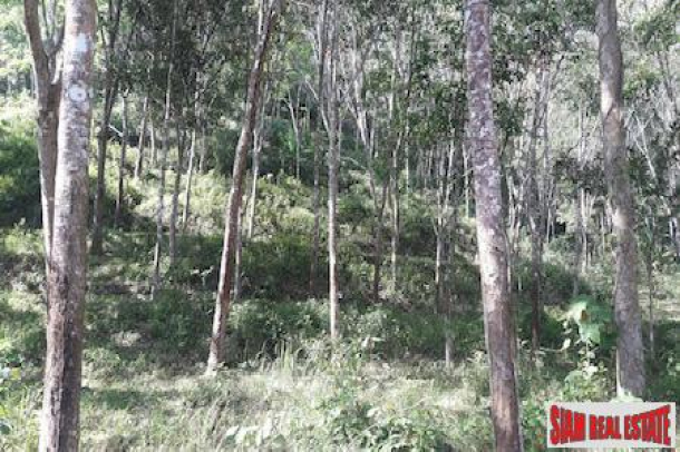 Large Land Plot with Rubber Plantation and Fruit Trees in Phang Nga-10