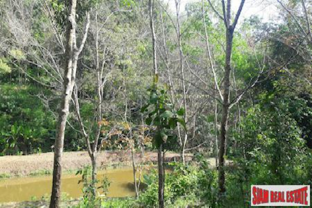 Large Land Plot with Rubber Plantation and Fruit Trees in Phang Nga-11