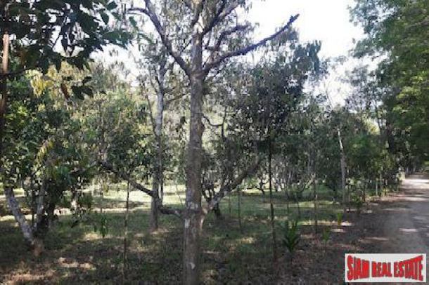 Large Land Plot with Rubber Plantation and Fruit Trees in Phang Nga-13