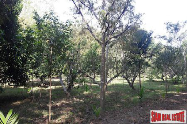 Large Land Plot with Rubber Plantation and Fruit Trees in Phang Nga-14