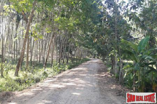 Large Land Plot with Rubber Plantation and Fruit Trees in Phang Nga-2