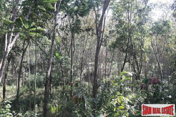 Large Land Plot with Rubber Plantation and Fruit Trees in Phang Nga-3