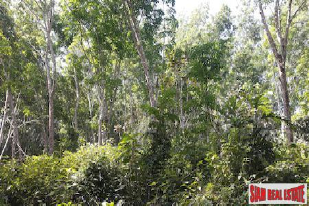 Large Land Plot with Rubber Plantation and Fruit Trees in Phang Nga-4