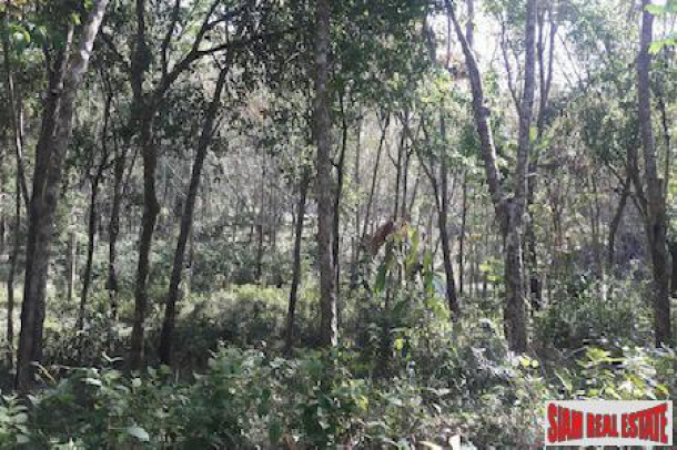 Large Land Plot with Rubber Plantation and Fruit Trees in Phang Nga-6