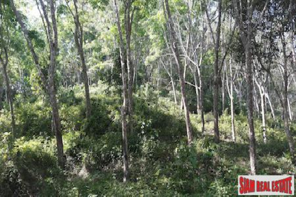 Large Land Plot with Rubber Plantation and Fruit Trees in Phang Nga-7