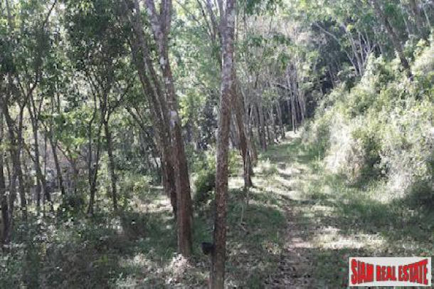 Large Land Plot with Rubber Plantation and Fruit Trees in Phang Nga-8