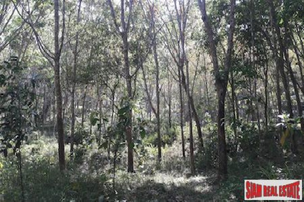 Large Land Plot with Rubber Plantation and Fruit Trees in Phang Nga-9