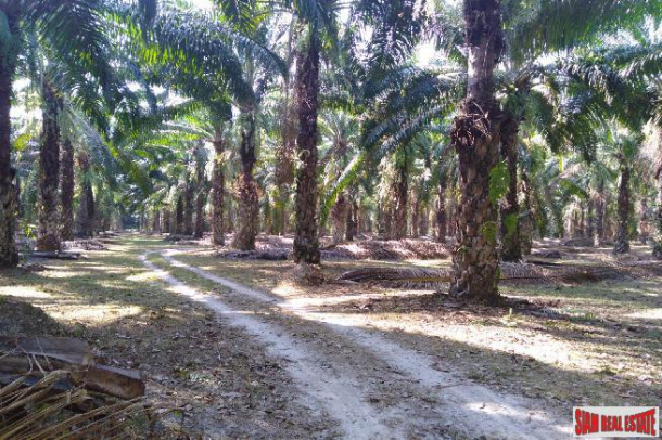 Lush Tropical Land for Sale in Phang Nga, Souther Thailand-2