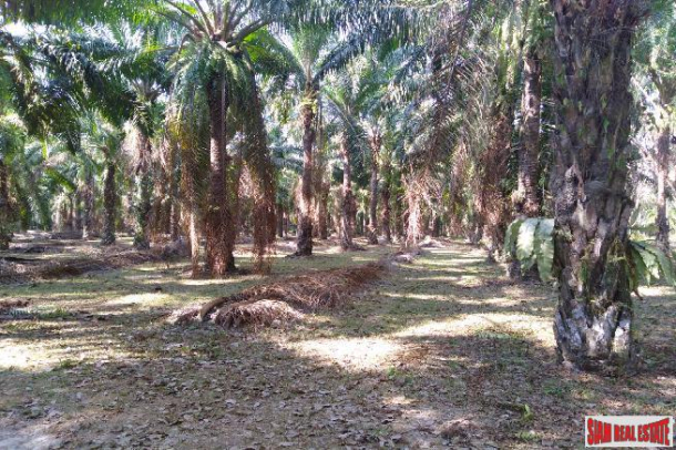 Lush Tropical Land for Sale in Phang Nga, Souther Thailand-3