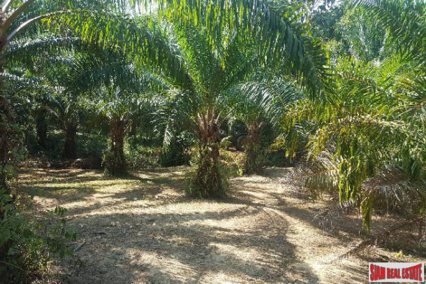 Lush Tropical Land for Sale in Phang Nga, Souther Thailand-5