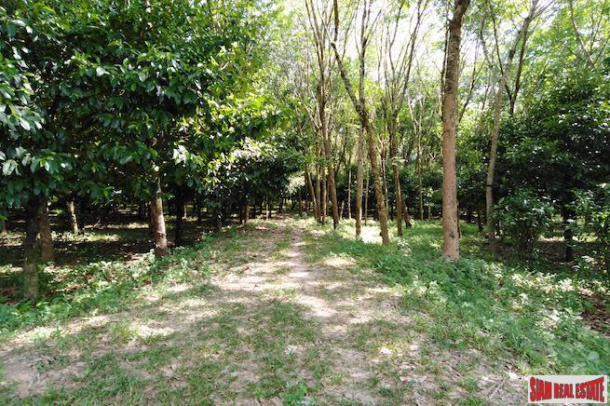 Large 16 Rai Land Plot Covered with Mangostene and a Rubber Tree Plantation in Phang Nga-1