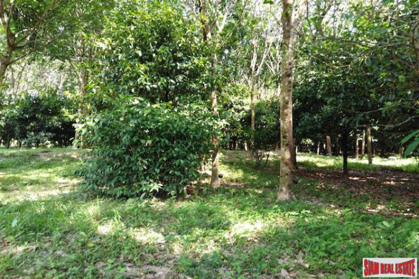 Large 16 Rai Land Plot Covered with Mangostene and a Rubber Tree Plantation in Phang Nga-4