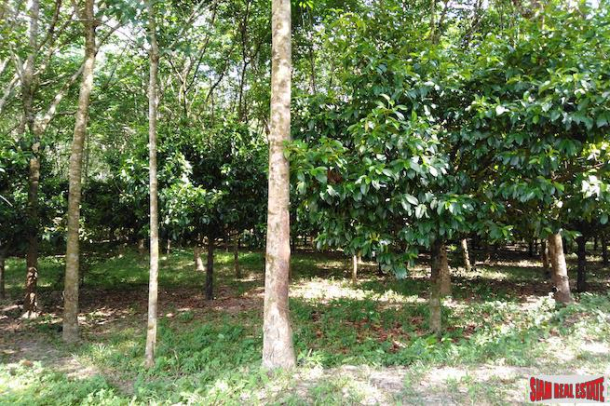 Large 16 Rai Land Plot Covered with Mangostene and a Rubber Tree Plantation in Phang Nga-5