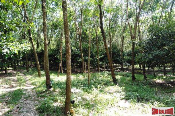 Large 16 Rai Land Plot Covered with Mangostene and a Rubber Tree Plantation in Phang Nga-6
