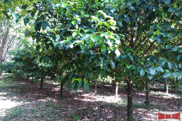 Large 16 Rai Land Plot Covered with Mangostene and a Rubber Tree Plantation in Phang Nga-7