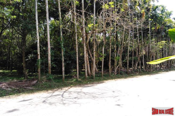 Large 16 Rai Land Plot Covered with Mangostene and a Rubber Tree Plantation in Phang Nga-8