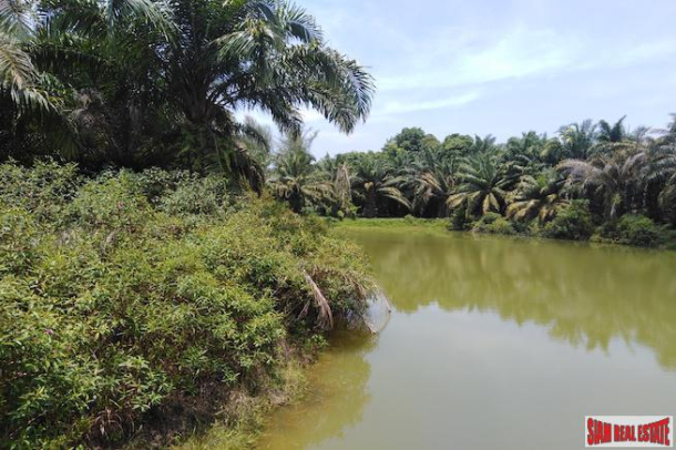 Large Land Plot with Lake and Palm Plantation North of Khao Lak-2