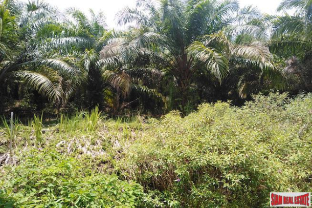 Large Land Plot with Lake and Palm Plantation North of Khao Lak-3
