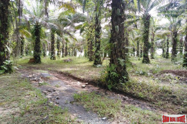 Large Land Plot for Sale with Palm and Rubber Plantation-1