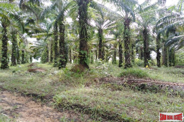 Large Land Plot for Sale with Palm and Rubber Plantation-2