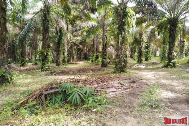 Large Land Plot for Sale with Palm and Rubber Plantation-3