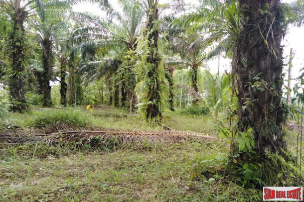 Large Land Plot for Sale with Palm and Rubber Plantation-5