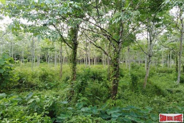 Large Land Plot for Sale with Rubber Plantation Only 10 minutes from Phang Nga Town-4