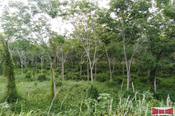 Large Land Plot for Sale with Rubber Plantation Only 10 minutes from Phang Nga Town-5