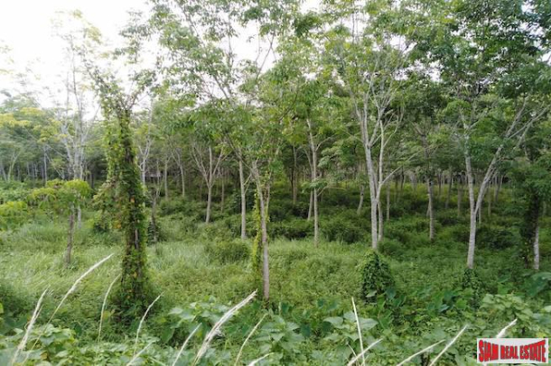 Large Land Plot for Sale with Rubber Plantation Only 10 minutes from Phang Nga Town-6