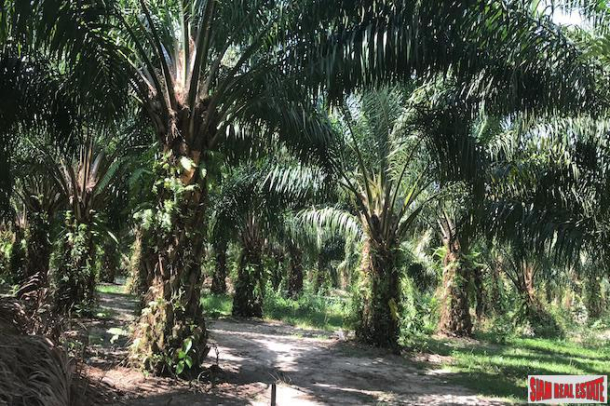 96 Rai of Palm Planation Land  for Sale in Tay Muang, Phang Nga-2