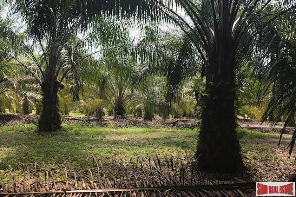 96 Rai of Palm Planation Land  for Sale in Tay Muang, Phang Nga-5