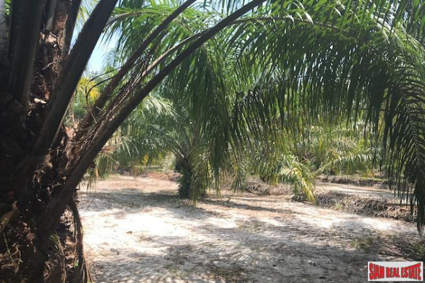 96 Rai of Palm Planation Land  for Sale in Tay Muang, Phang Nga-7