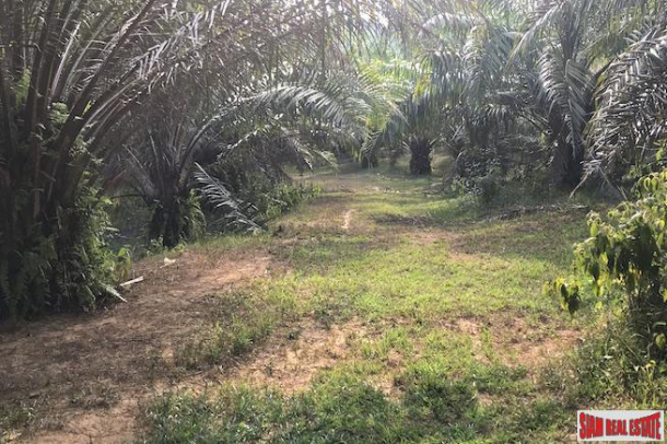 Lush Tropical  Land Plot with Gentle Slope in Takua Thung, Phang Nga-7