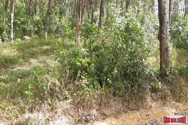 Rubber Plantation on over 6 Rai of Land for Sale in Krabi-2