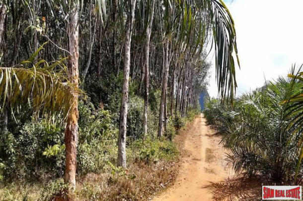 Rubber Plantation on over 6 Rai of Land for Sale in Krabi-4