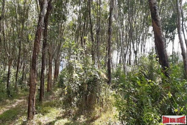Rubber Plantation on over 6 Rai of Land for Sale in Krabi-5
